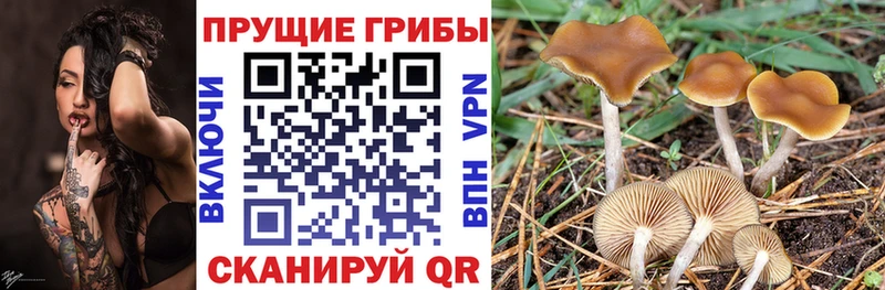 Галлюциногенные грибы ЛСД  ОМГ ОМГ ТОР  Балтийск 